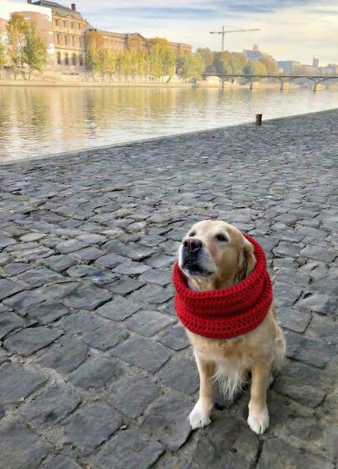 New Pet Kit Collection - Coming Soon