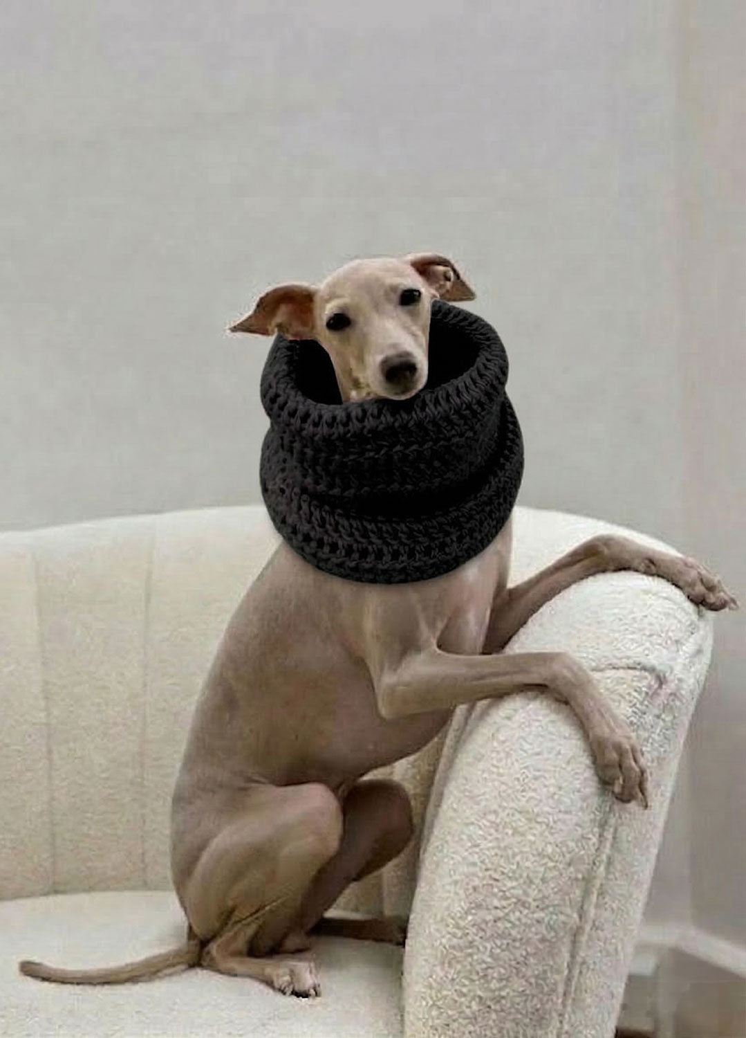 New Pet Kit Collection - Coming Soon